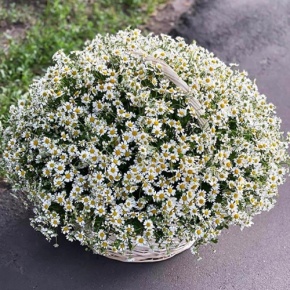 Композиция в корзине из 151 ромашки в Красноармейске