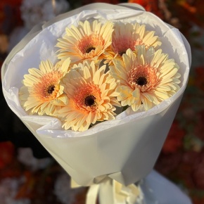Букет из 5 персиковых гербер в Красноармейске