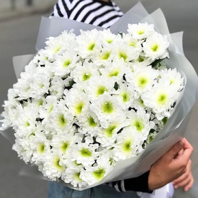 Букет "Лаймовый" из 15 кустовых хризантем в Красноармейске