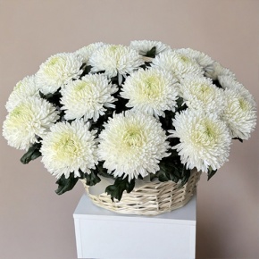 Композиция в корзине из 25 хризантем Магнум в Красноармейске