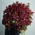 Монобукет из 75 кустовых роз Марун (70 см) в Красноармейске Монобукет из 75 кустовых роз Марун (70 см) в Красноармейске