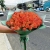 Букет из 51 мандариновой розы (40 см) в Красноармейске Букет из 51 мандариновой розы (40 см) в Красноармейске
