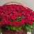 Композиция в корзине из 151 красной розы в Красноармейске Композиция в корзине из 151 красной розы в Красноармейске
