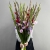 Букет из 25 гладиолусов микс в Красноармейске Букет из 25 гладиолусов микс в Красноармейске