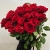 Монобукет из 21 розы Эквадор Эксплорер (70 см) в Красноармейске Монобукет из 21 розы Эквадор Эксплорер (70 см) в Красноармейске