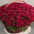 Композиция в корзине из 151 красной розы в Красноармейске Композиция в корзине из 151 красной розы в Красноармейске
