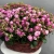 Композиция в корзине из 51 кустовой пионовидной розы в Красноармейске Композиция в корзине из 51 кустовой пионовидной розы в Красноармейске